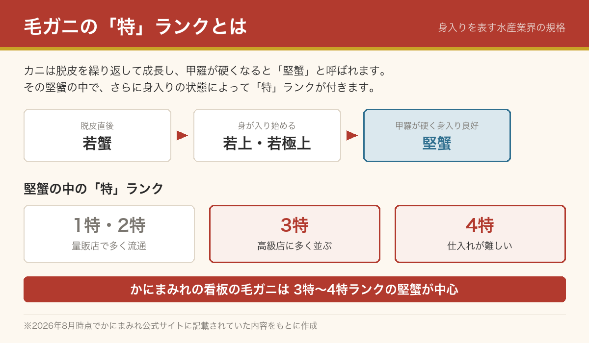 毛ガニの身入りランクの図解。脱皮直後の若蟹から若上蟹・若極上蟹を経て甲羅が硬い堅蟹になり、堅蟹の中で身入りにより1特から4特までのランクが付く流れを示している
